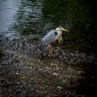 A Spring Walk Full of Wildlife, Wonder and a Blood Moon Finale