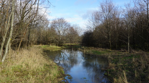 Extended Pond where boardwalk will be added