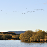 Wetlands along the River Leven Wetlands along the River Leven