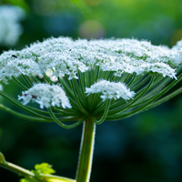 Invasive species workshop  Invasive species workshop