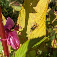 A Litter Pick along the River Leven A Litter Pick along the River Leven