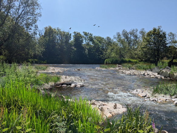 A visualisation of what Kirkland Dam will look like after the rock ramp is added and vegetation has regrown.