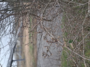 blackthorn (Prunus spinosa), a spiky shrub,  with a footbridge in the background