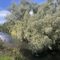 A September Walk: Wildlife and Plants Around the Site