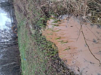 yellow flag iris's emerging from a brown muddy pond with a digger in the background